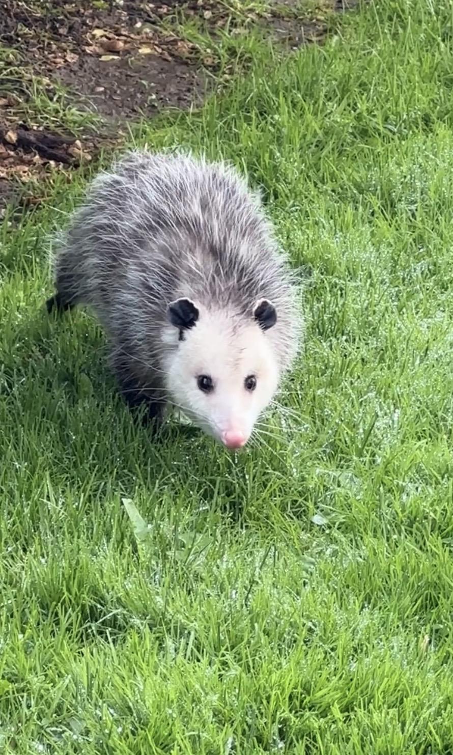 Opossum looking at camera